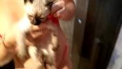 Video porn new Sarah Rosa boxv Serie boxv Gatos amp Gatas boxv no Banho com Gustavo boxV Neste Video Ela nos Mostra como Fez para dar Banho em Seu Gatinho Gustavo