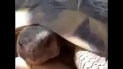 Video porn new dirty turtle cannot resist to get fucked in public Mp4